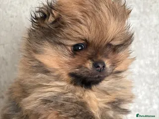 Pomeranian dogs Beautiful quality Pomeranian puppies kc reg - Advert 1