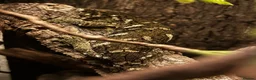 Gecko reptiles for sale: 2 beautiful friedel leachies for sale  - Advert 2
