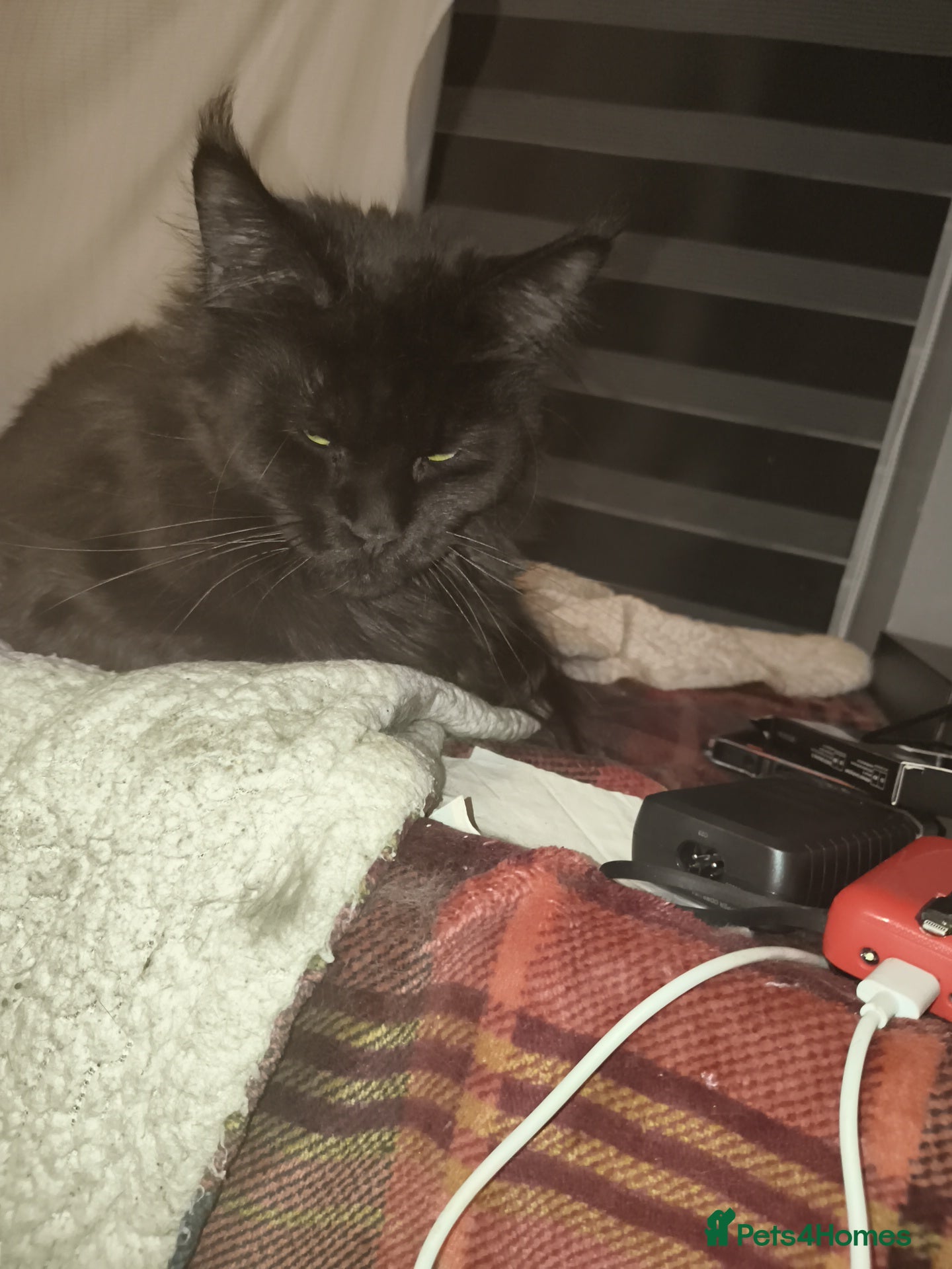 Maine Coon cats For sale active young Tica main coon girl  - Advert 15