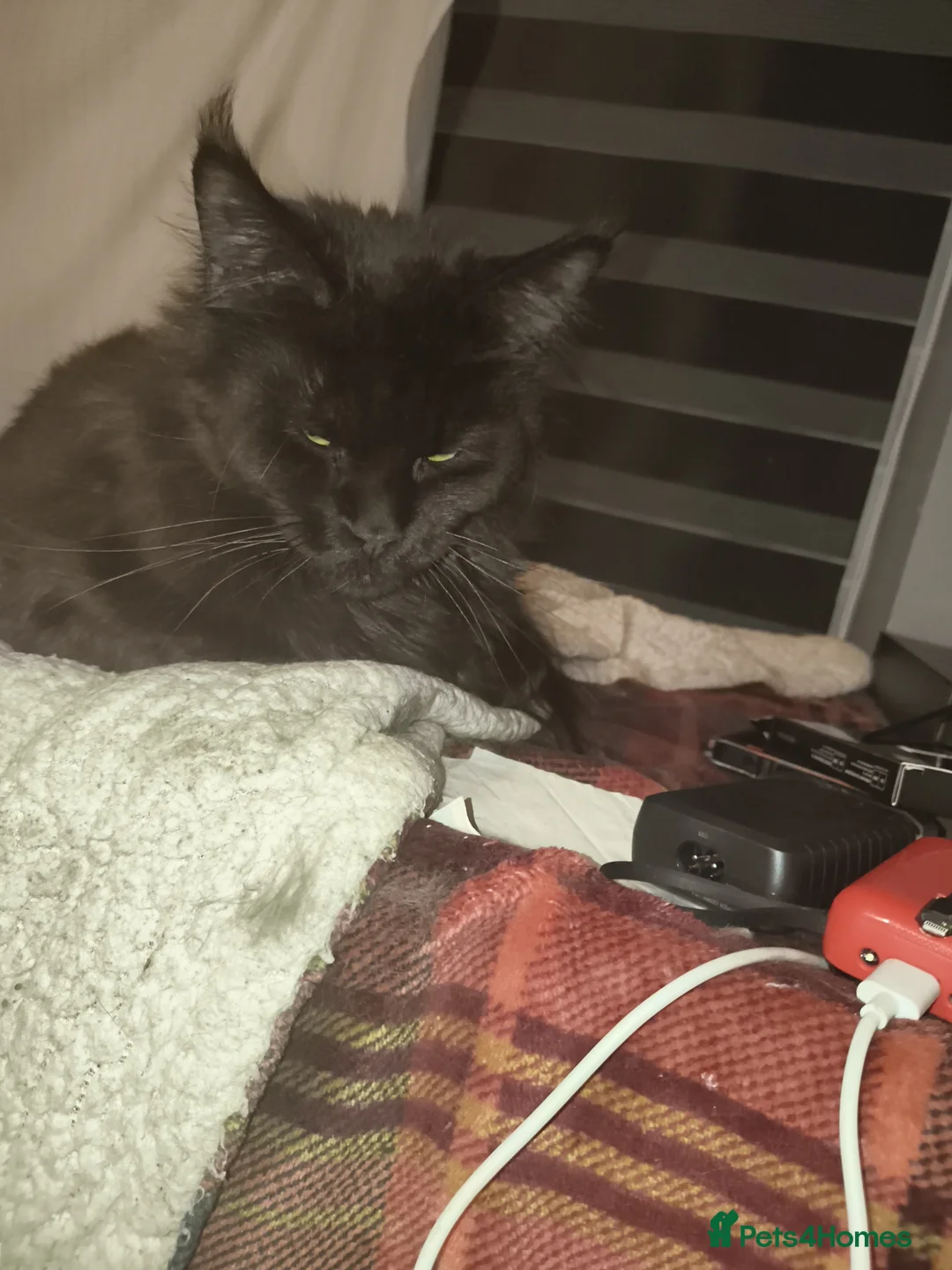 Maine Coon cats for sale: For sale 2 active young Tica main coon queens  - Advert 5