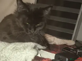 Maine Coon cats For sale active young Tica main coon girl - Advert 16