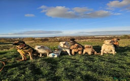 Mixed Breed dogs for adoption: Jim the gentle giant  - Advert 8