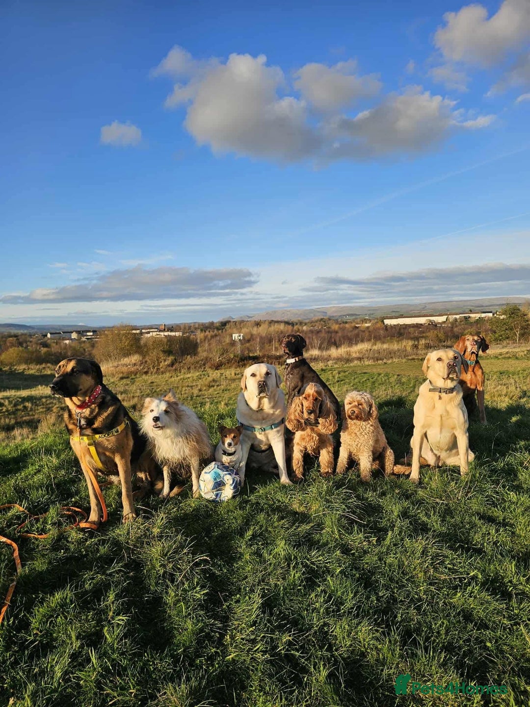Mixed Breed dogs for adoption: Jim the gentle giant  - Advert 8