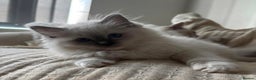 Ragdoll cats for sale:  gccf blue mitted girl simply stunning  - Advert 2