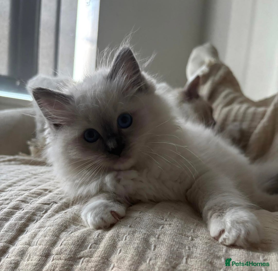 Ragdoll cats for sale:  gccf blue mitted girl simply stunning  - Advert 2