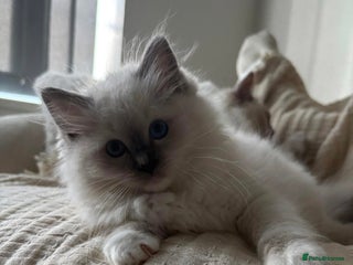 Ragdoll cats - Advert 6