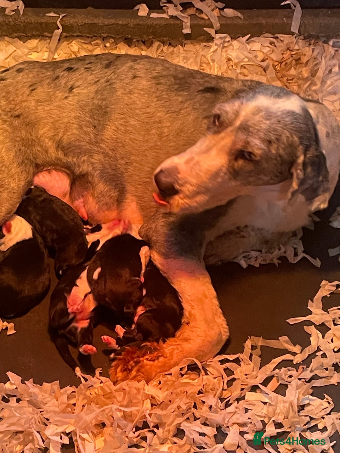 Old English Sheepdog dogs for sale: Kc old English sheep dog puppies  - Image 13