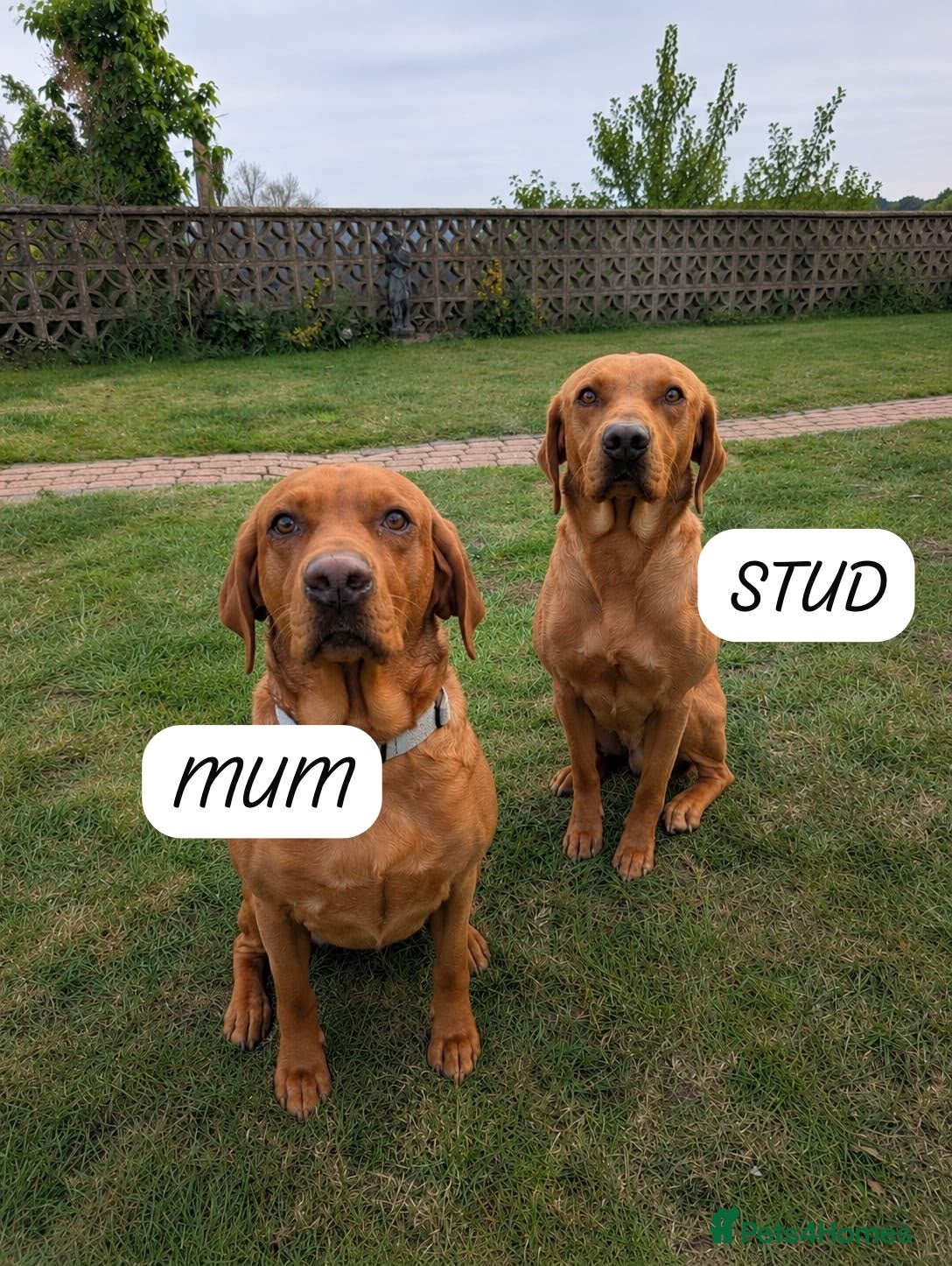 Labrador Retriever dogs KC Registered Fox Red Labrador Puppies. Due 7/7/26 - Advert 2
