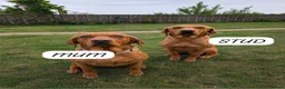 Labrador Retriever dogs for sale: KC Registered Fox Red Labrador Puppies. Due 7/7/26 in Doncaster - Advert 1