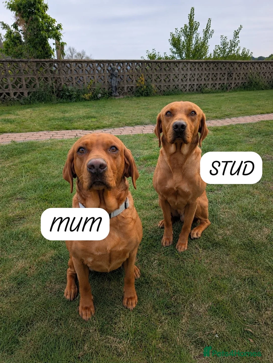 Labrador Retriever dogs for sale: KC Registered Fox Red Labrador Puppies. Due 7/7/26 in Doncaster - Advert 1
