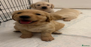 Golden Retriever dogs ✨🩵 KC Registered Golden Retriever Puppies 🩷✨ - Advert 11