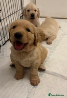 Golden Retriever dogs ✨🩵 KC Registered Golden Retriever Puppies 🩷✨ - Advert 11