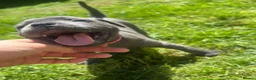 Staffordshire Bull Terrier dogs for sale: READY TO GO 08/06/26 KC REGISTERED BULLSCAFF PUPS in Walsall - Advert 22