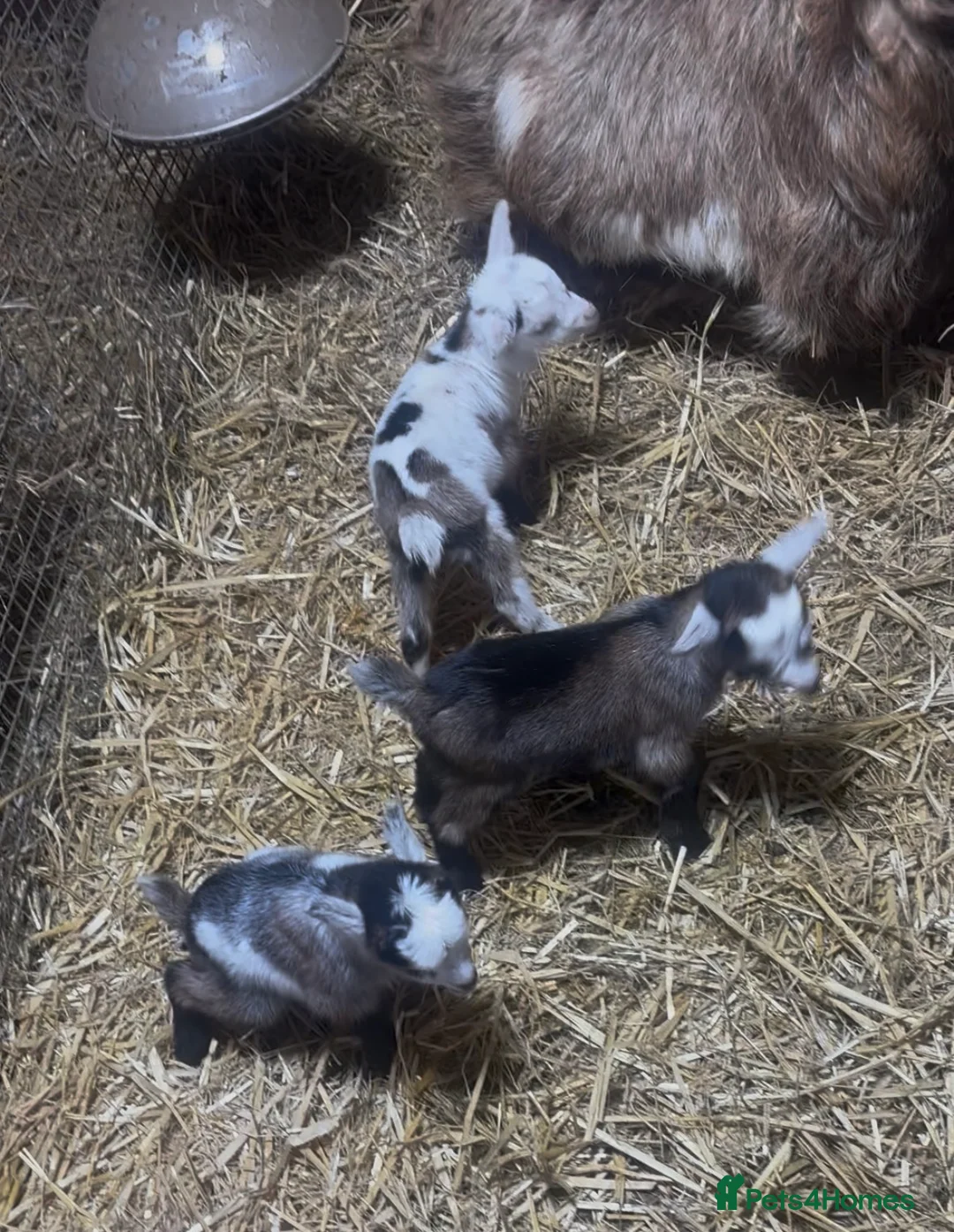 Goats livestock for sale: Gorgeous Pygmy Goat Kids Wethers and Nannies  - Advert 3