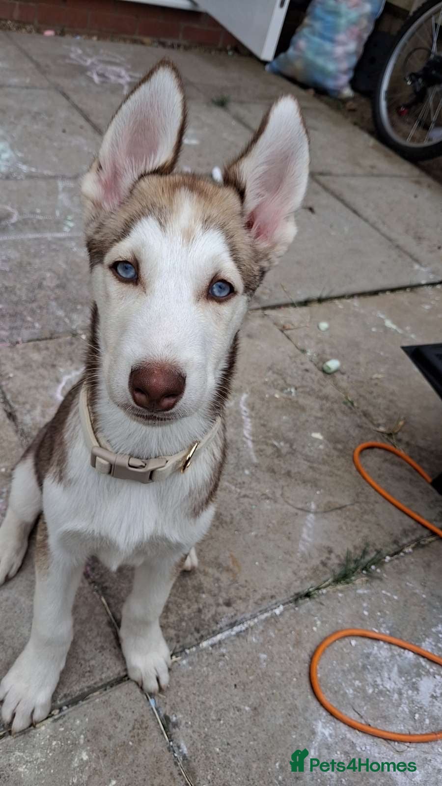 Siberian Husky dogs 14 week old husky puppy - Advert 1