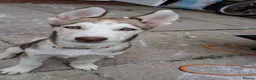 Siberian Husky dogs for sale: 14 week old husky puppy in Warwick - Advert 1