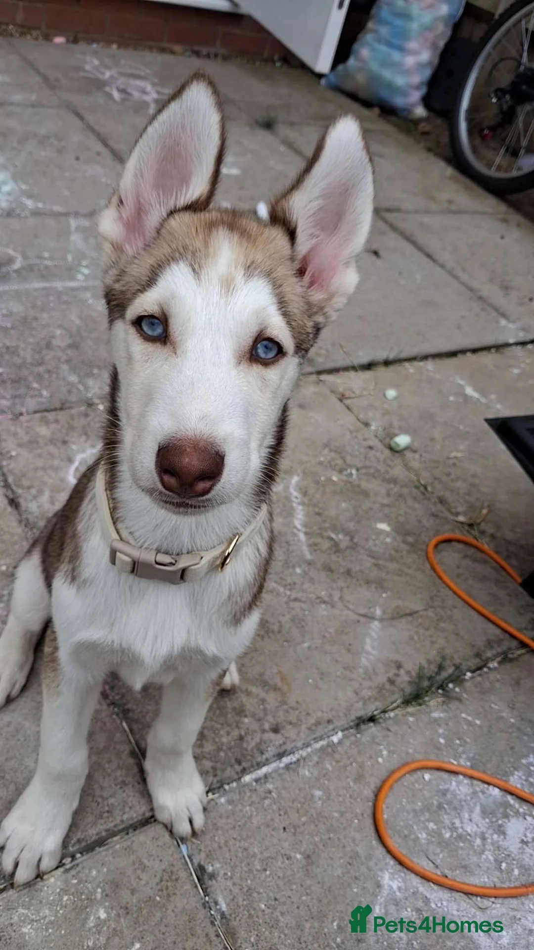 Siberian Husky dogs for sale: 14 week old husky puppy in Warwick - Advert 1