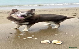 German Shepherd dogs for stud: KC health tested Isabella for stud  in Bedford - Image 2