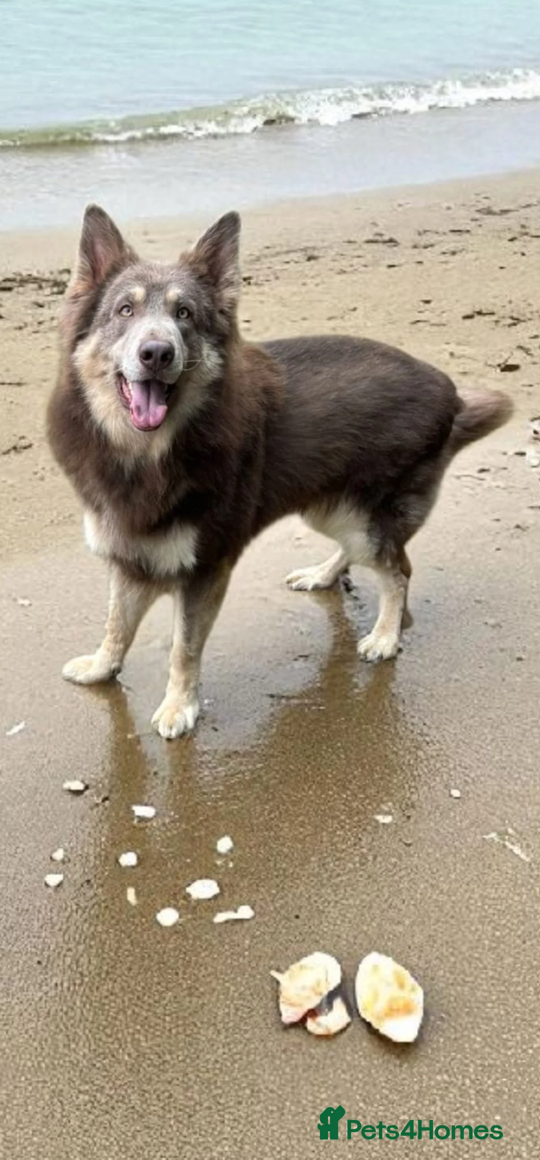 German Shepherd dogs for stud: KC health tested Isabella for stud  in Bedford - Advert 2