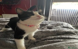 British Longhair cats for sale: Tuxedo Domestic Shorthair & Blue longhair - Image 9