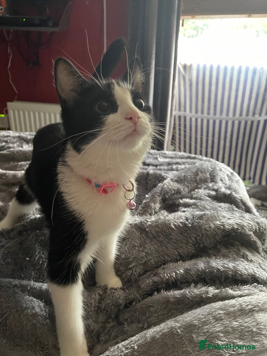 British Longhair cats for sale: Tuxedo Domestic Shorthair & Blue longhair - Image 9