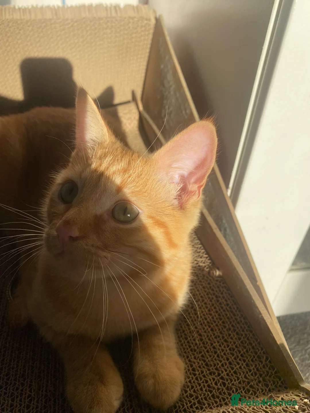 Mixed Breed cats for sale: 7 months microchipped male ginger mixed kitten - Advert 11