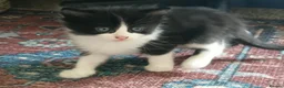 Mixed Breed cats for sale: Two adorable male kittens, dad Maine Coon - Advert 5