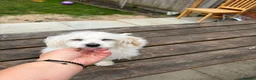 Havanese dogs for sale: Havanese puppy - Advert 5