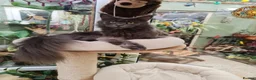 Maine Coon cats for sale: Maine Coon Cuties - Advert 1