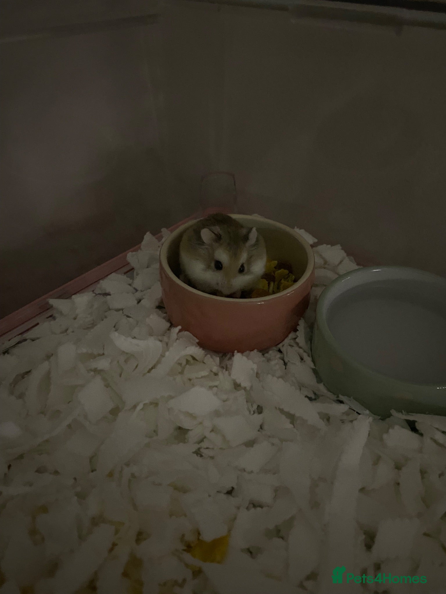 Hamster rodents Roborovski dwarf hamster looking for forever home! - Advert 1