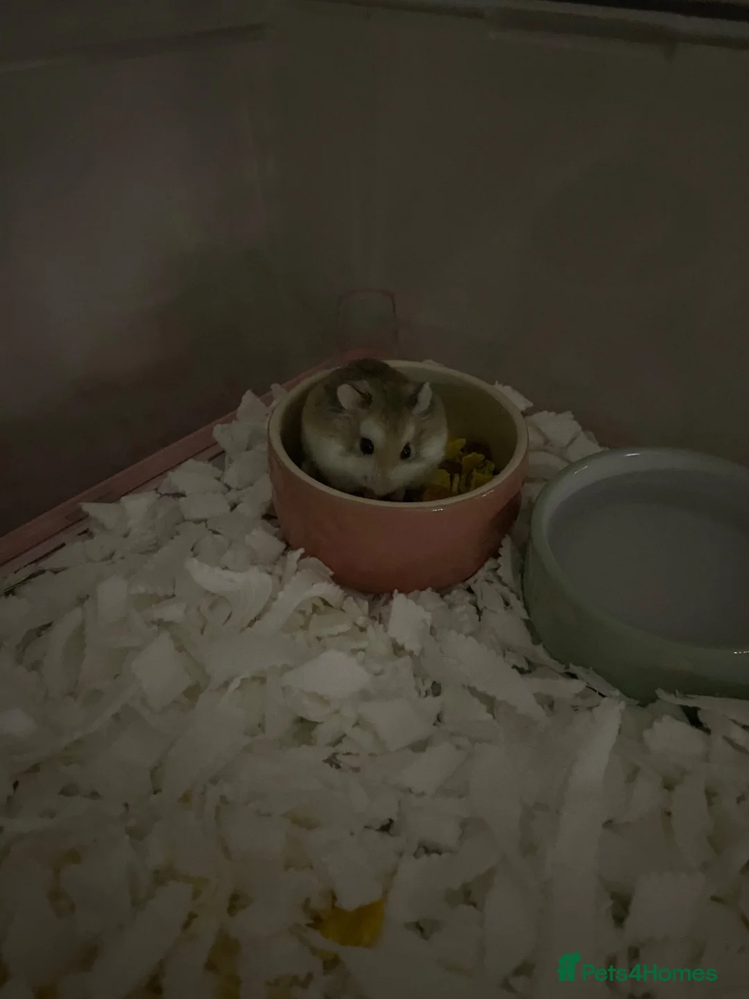 Hamster rodents for sale: Roborovski dwarf hamster looking for forever home! in Boston - Advert 1