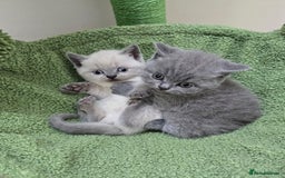 British Shorthair cats for sale: British Shorthaired kittens  - Image 1