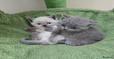 British Shorthair cats - Advert 5