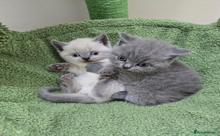 British Shorthair cats - Advert 2