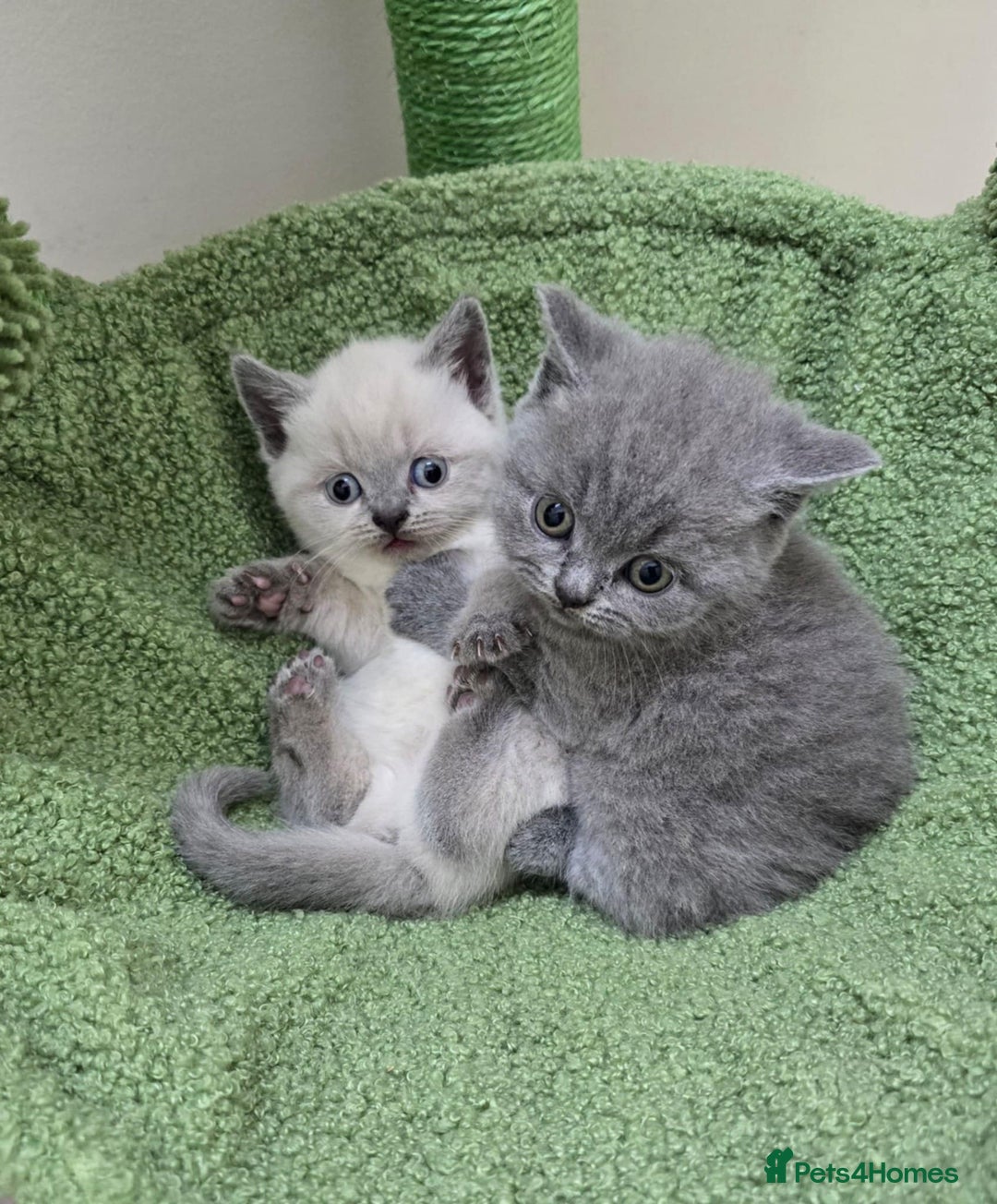 British Shorthair cats for sale: British Shorthaired kittens  - Image 1