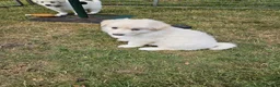 German Shepherd dogs for sale: German Shepherd Puppies - Advert 4