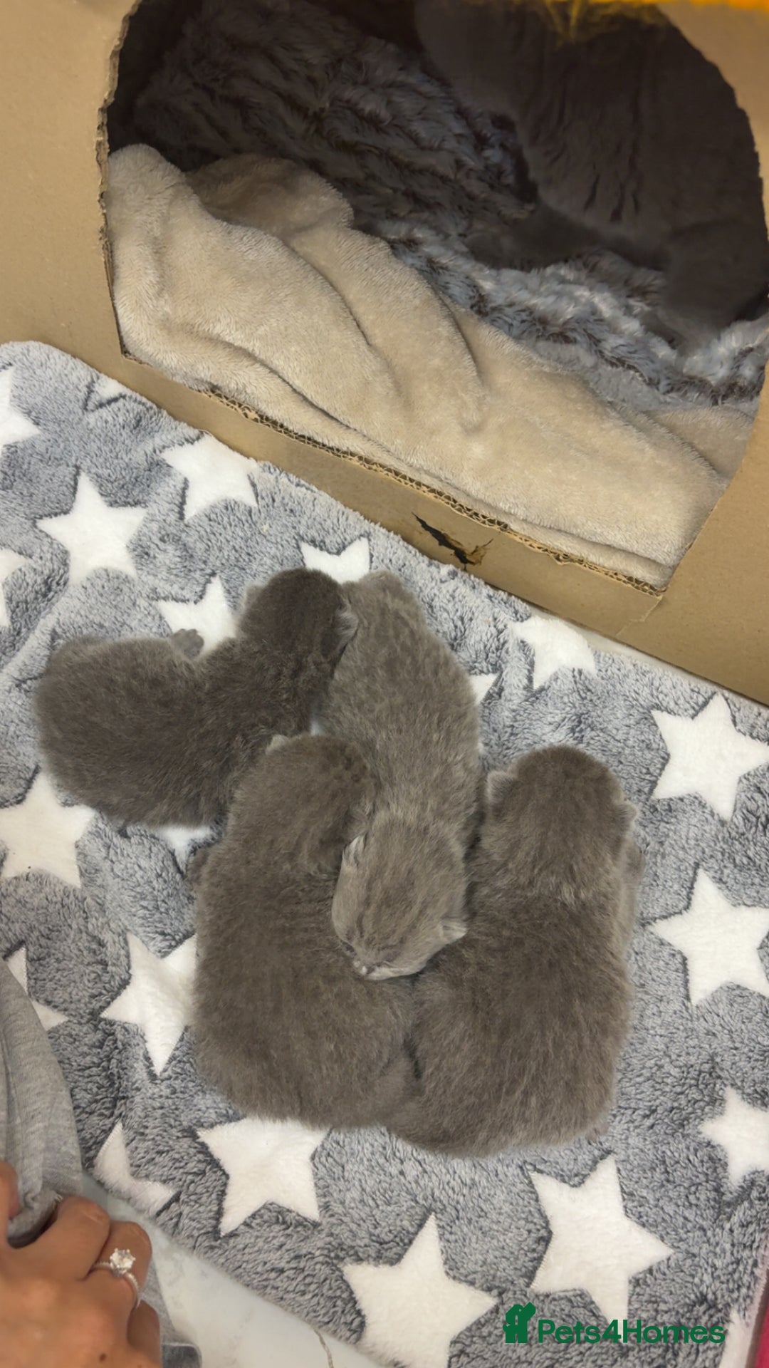 British Shorthair cats for sale: British Blue SH Kittens - Image 7