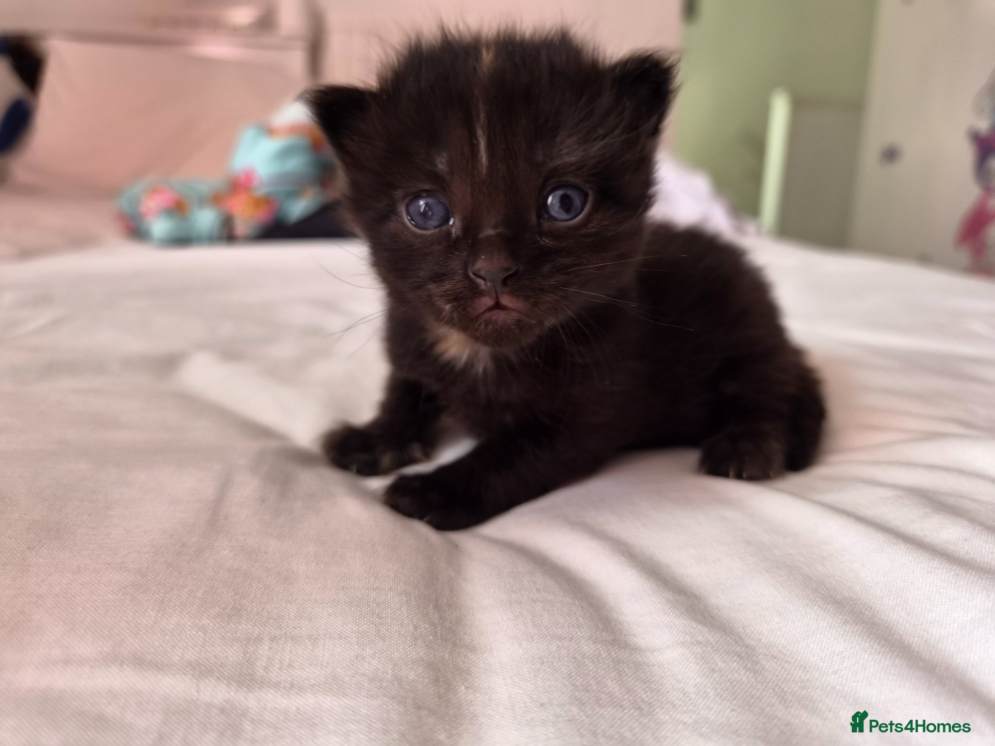 Mixed Breed Kitten 2