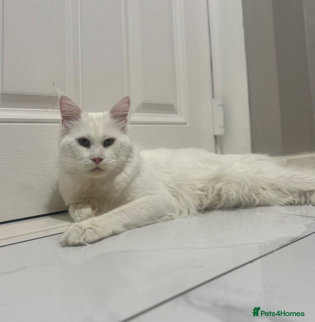 Maine Coon cats for sale: Stunning White Maine Coon Kittens – XXL Bloodline - Advert 7
