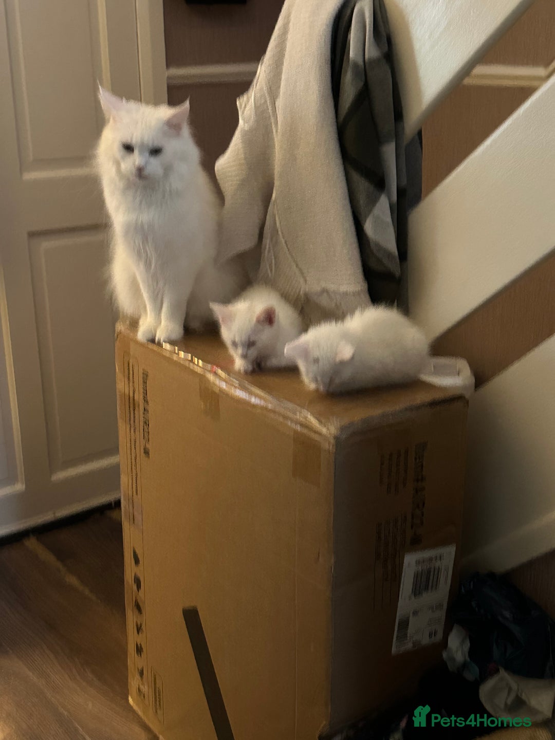 Turkish Angora cats for sale: Turkish angora ready now  - Advert 5