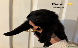 German Shepherd dogs for sale: K.C German Shepherd Puppies  - Image 9