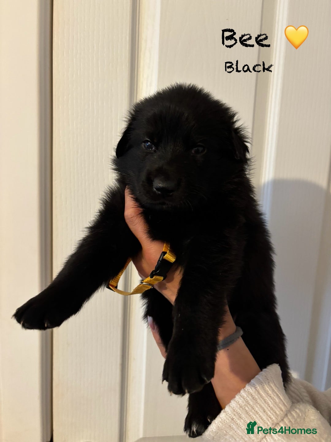 German Shepherd dogs for sale: K.C German Shepherd Puppies  - Image 9
