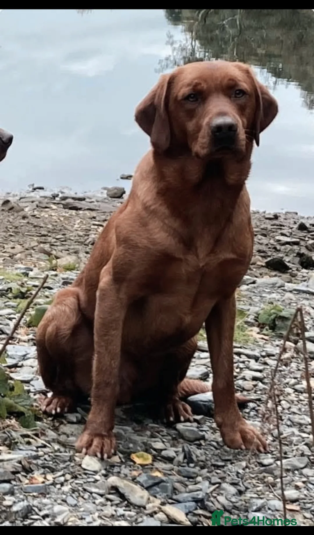 Labrador Retriever dogs for sale: Propa Fox Red lab Pups available  - Advert 7