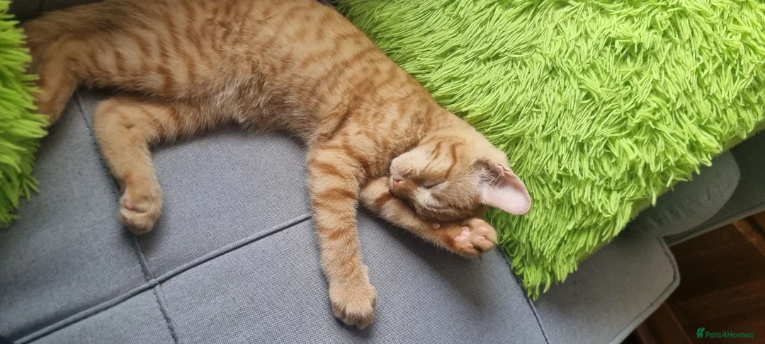 Mixed Breed cats for sale: Little Jimmy's story  - Advert 2