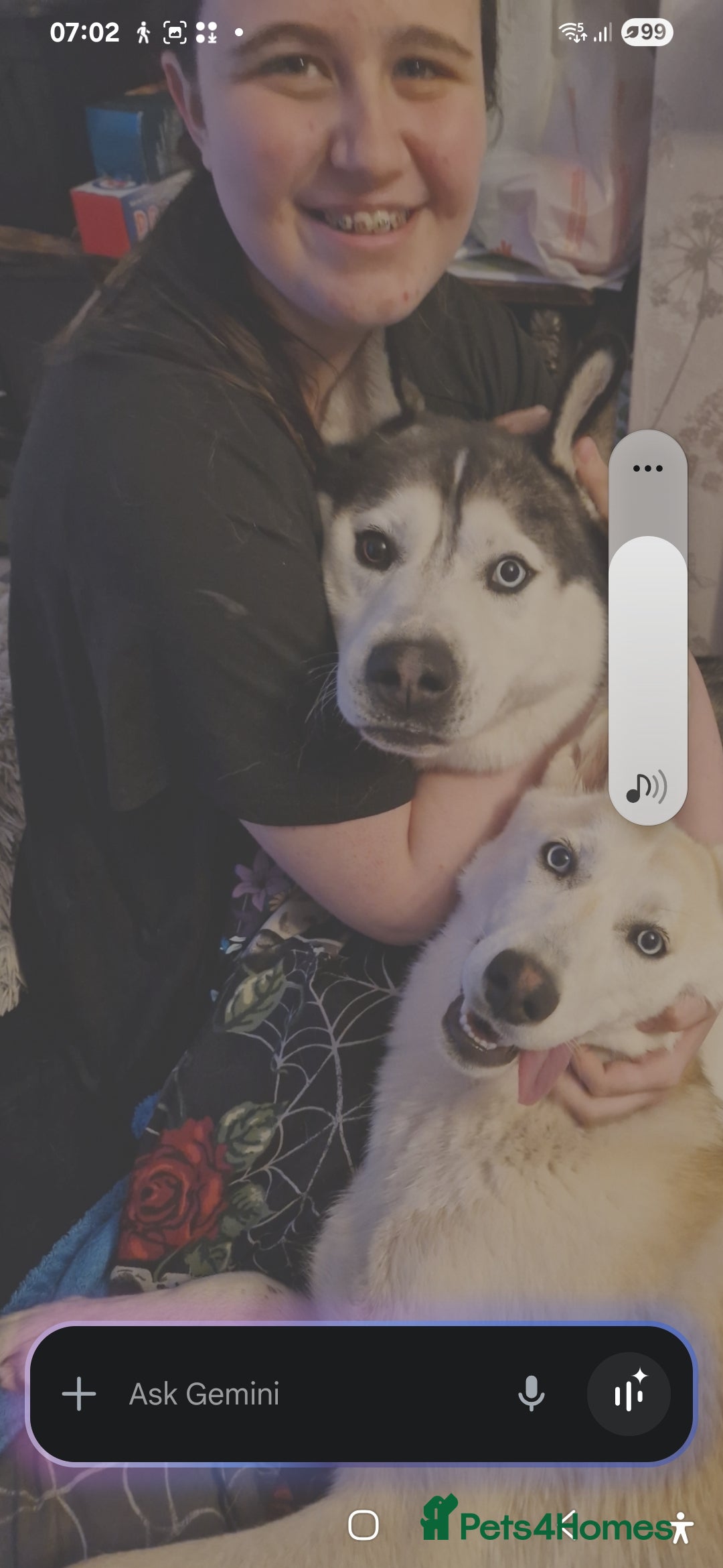 Siberian Husky dogs for sale: Husky for sale  - Image 2