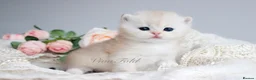 British Shorthair cats for sale: ✨Rare & Exclusive Premium Quality Kitten✨ - Advert 6