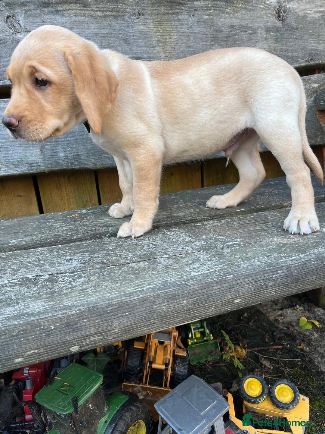 Labrador Retriever dogs for sale: Lovely Labrador pups - Image 9