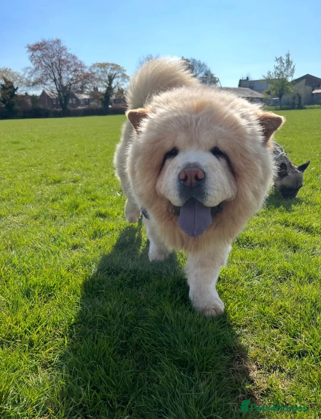 Mixed Breed dogs for sale: Rolo- Chowski pup  - Advert 7