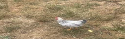 Chickens poultry for sale: Beautiful 3 month old cockerel for sale  in Melton Mowbray - Advert 4
