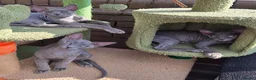 Sphynx cats for sale: Rare Light Blue Boys – Velour Coat & Stunning Eyes - Advert 6